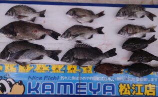 2025・12・14　境水道　チヌ　グレ　その他