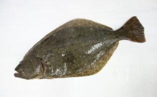 2025.12.13 大社沖　ヒラメ