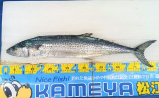 2025.12.22　島根半島　サワラ