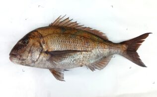 2025.12.24　島根半島　真鯛