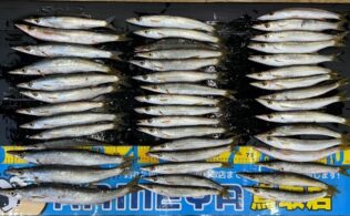 カマス釣れてます！