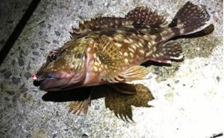 スタッフ釣果　カサゴ