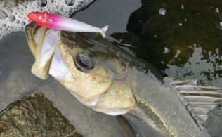 スタッフ釣果　シーバス