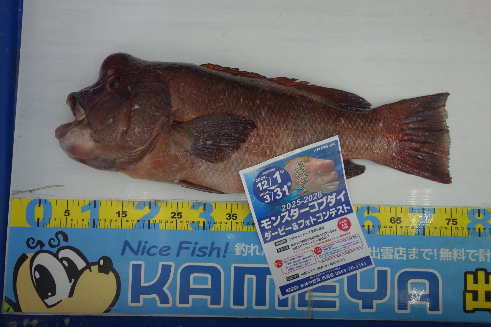 2025.12.1 鷺浦地磯 コブダイ | かめや釣具