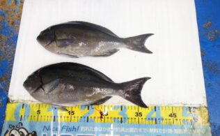 2025.12.11　大社地磯　尾長グレ