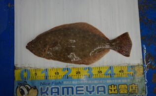 2025.12.13　大社サーフ　ヒラメ