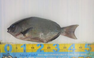 2025.12.13　隠岐　グレ