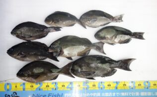 2025.12.14 知夫　グレ