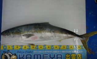 2025.12.19 大社沖　寒鰤