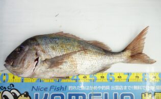 2025.12.19　大田地磯　マダイ