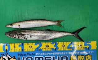 まだサゴシもいます！