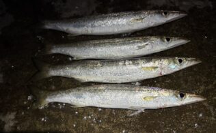 まだカマス釣れてます！