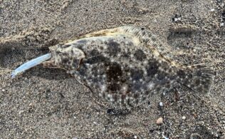 2025.12.18 長浜サーフ　ヒラメ