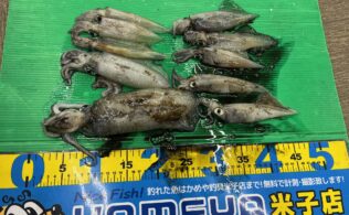 ヤリイカスタート！アオリもイケます。