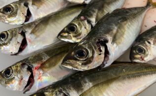 アジフライ　境水道