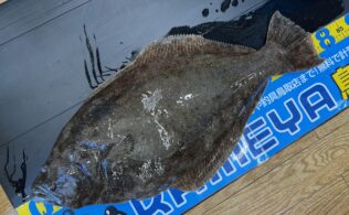 サーフ　ヒラメ