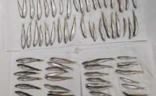 冬の風物詩、ワカサギ！