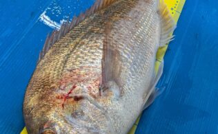 2025/12/14　マダイ