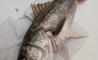 2025/12/21 シーバス