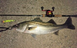 2025.12.14  大橋川　シーバス