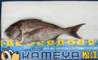 2025.12.20 　島根半島　シーバス