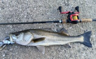 2025.12.11  大橋川　シーバス