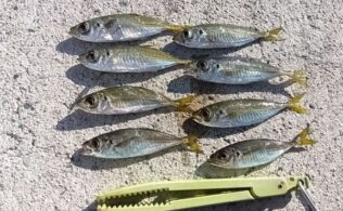 2025.12.24　　島根半島　アジ