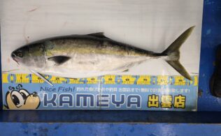 2025.12.20　鰤　トモ島沖
