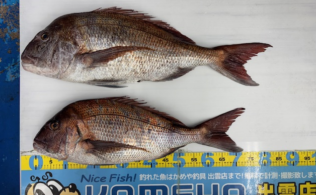 2025.12.11　大社地磯　マダイ