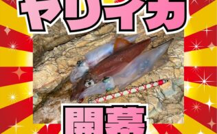 2026.1.17　大社　ヤリイカ