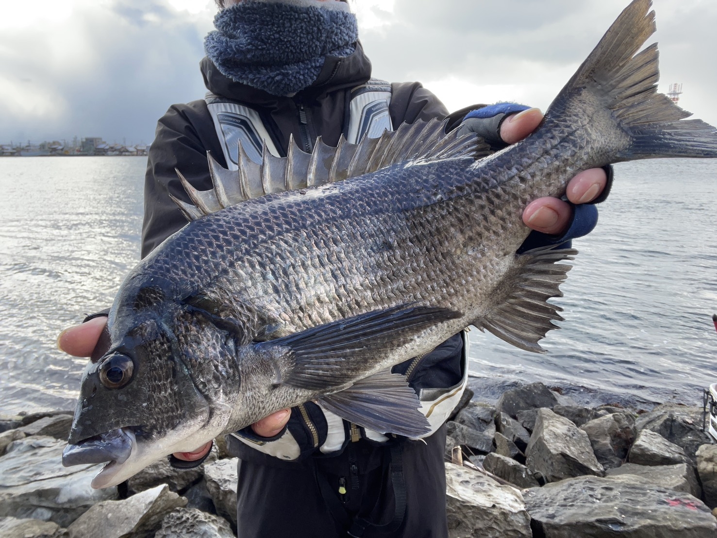 2026.1.24 境水道 チヌ・ワカナ | かめや釣具