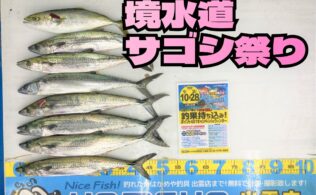 2026.1.18  境水道　サゴシ