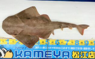 2026.1.19 島根半島 カスザメ