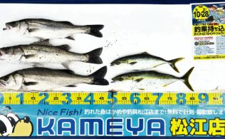 2026.1.19　境水道　スズキ　ツバス