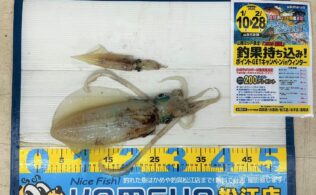 2026.1.17　島根半島　アオリイカ　ヤリイカ