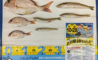 2026.1.18 キス マダイ 恵曇