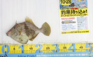 2026.1.19　大社　カワハギ