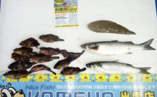 2026.1.19　差海川　ボラ・カサゴ・シタビラメ