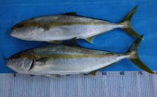 浜田沖　マイボートジギング