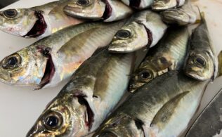 境水道～美保関で各魚種イイ感じです。