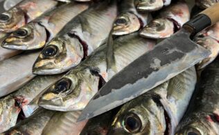 アジ、好調です。30cm超えます。平均も25cm…。