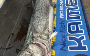 0108　サワラ　境水道