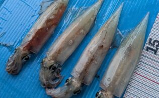 2026/01/21 ヤリイカ