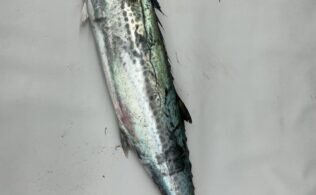 2026.1.17　美保湾　鰆