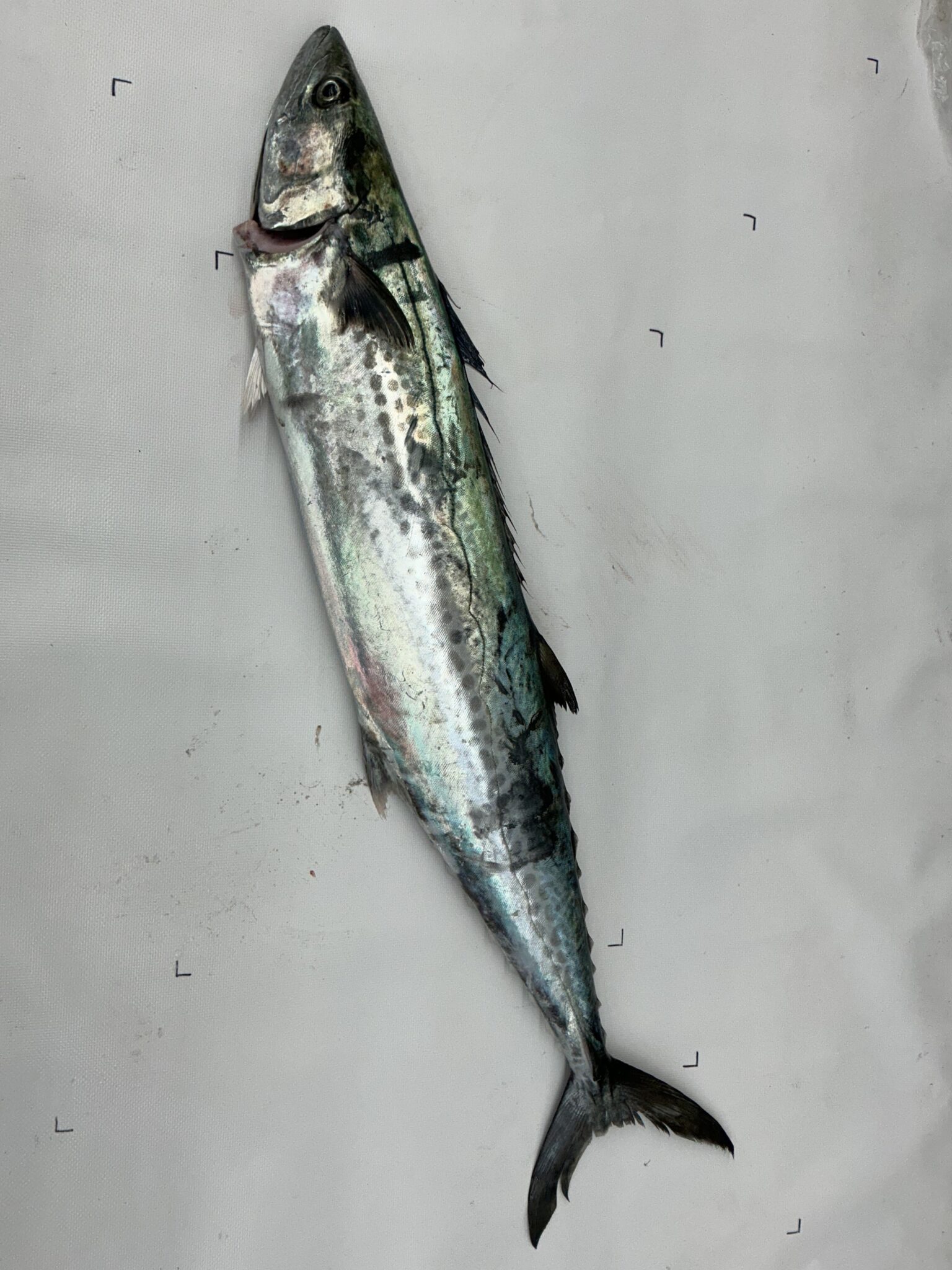 2353タイムリープ量子力学▓奴奈川姫導きし光▓糸魚川産翡翠巨石★願望成就器御守 2026.1.17 美保湾 鰆 | かめや釣具