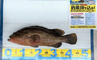 2026.1.19　境水道　アコウ