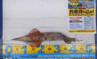 2026.1.18 ヤリイカ 恵曇