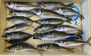 波止　遠投サビキアジ