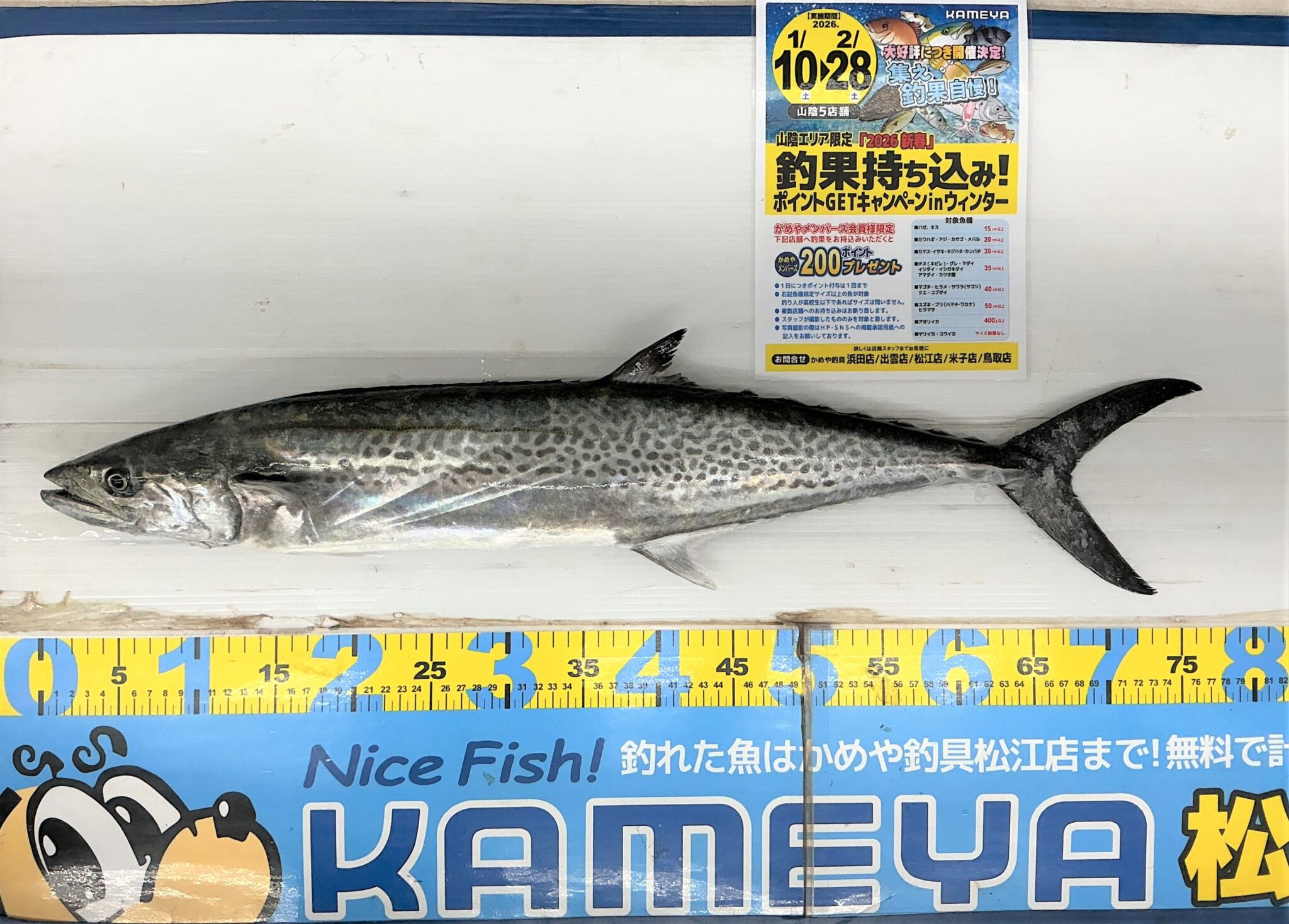 2026.1.26 境水道 サワラ | かめや釣具