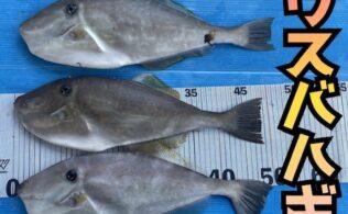 ＊ウスバハギ＊